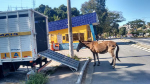 O cavalo foi transportado para o Recanto Ecovive, no povoado de Baixinha, em Poté, ficando o animal sob os cuidados da Organização Não Governamental (ONG) Amemais
