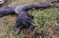 Bezerro nasce com duas cabeças em fazenda em Catuji na tarde deste sábado (22)