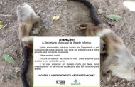 Prefeitura de Campanário emite alerta para encontro de vários macacos mortos: “Indicativo de Febre Amarela”