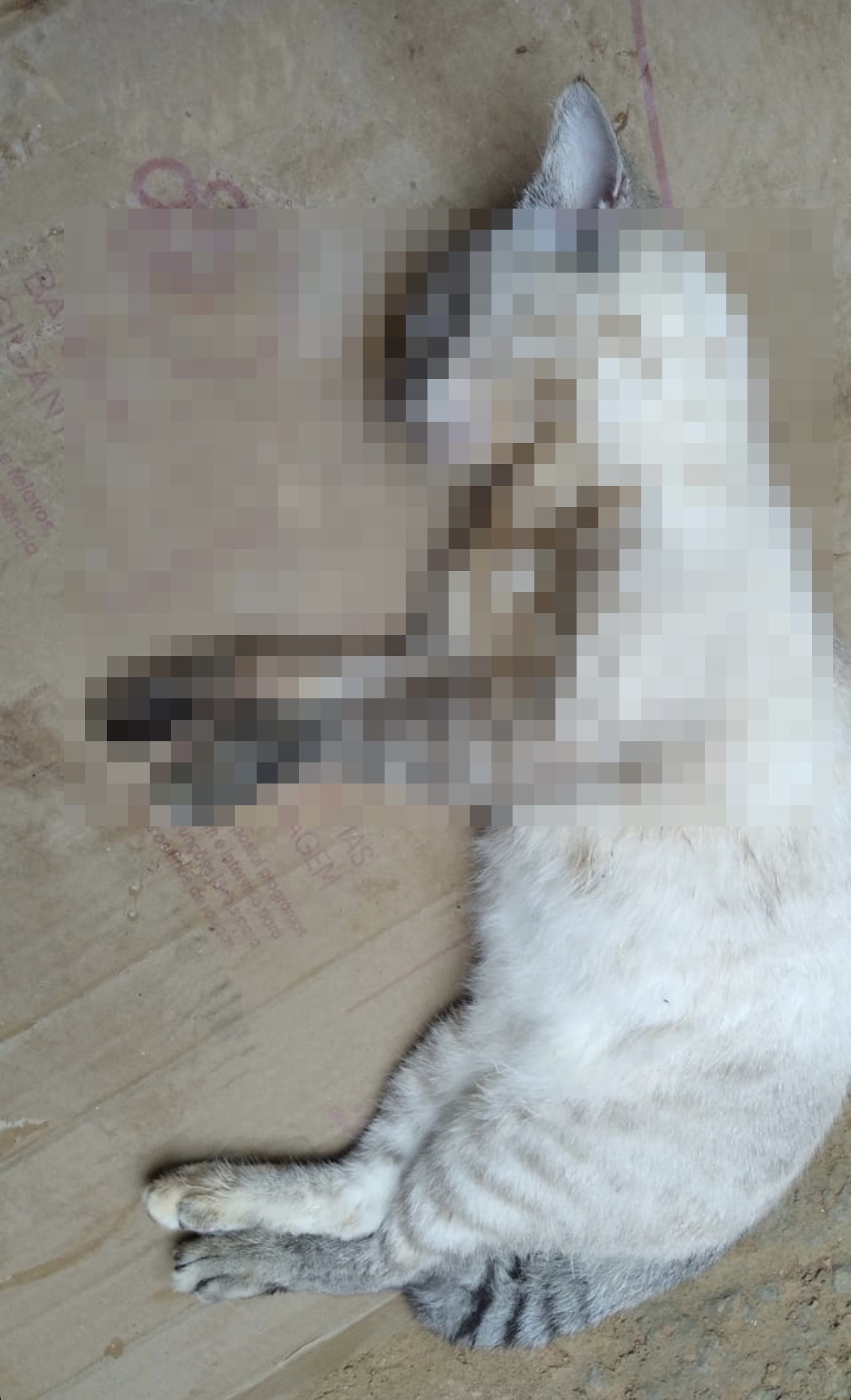 Moradora do Cidade Nova, em T. Otoni, procura o Diário desesperada após 2 dos seus 8 gatos serem envenenados