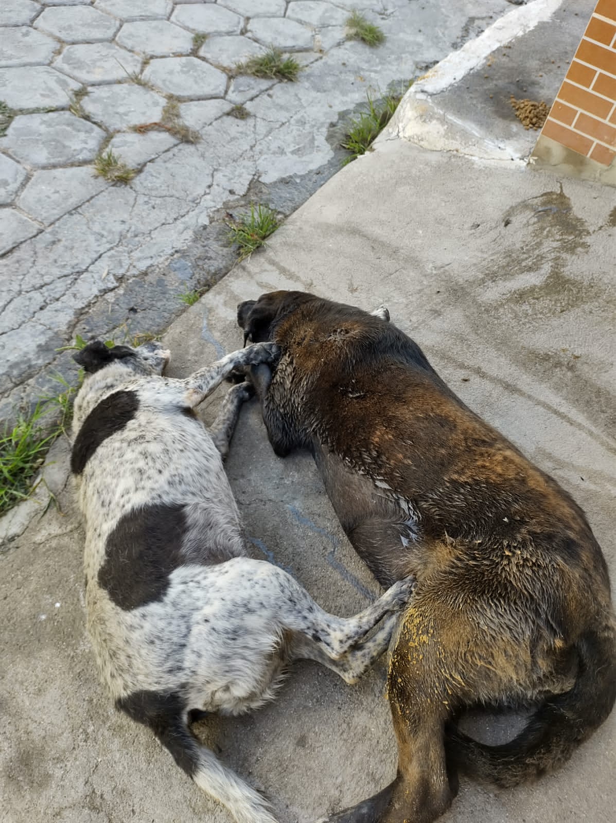 Caraí tem outra onda de envenenamento de cães de rua - Diário de Teófilo  Otoni