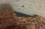 Mulher que dormia com filho de 6 meses acorda com escorpião andando na parede ao lado da cama, na Matinha, em Teó