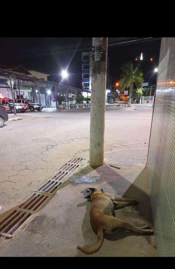 Caraí tem outra onda de envenenamento de cães de rua - Diário de Teófilo  Otoni