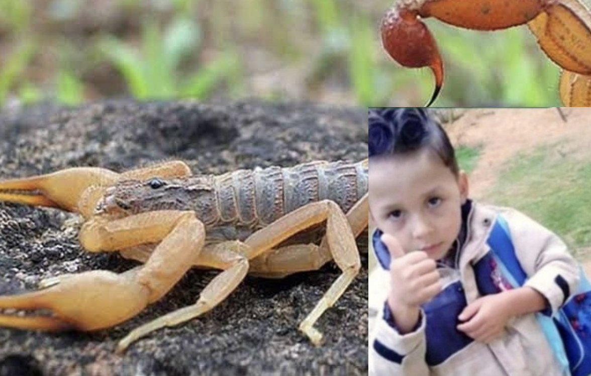 Criança de 3 anos morre após ser picada por escorpião quando calçava a meia para ir à escola no Vale do Jequitinhonha