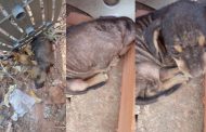 Família viaja por quase uma semana e deixa cachorra parida com filhotes sem comida e água; Um cachorrinho morreu, em Teó