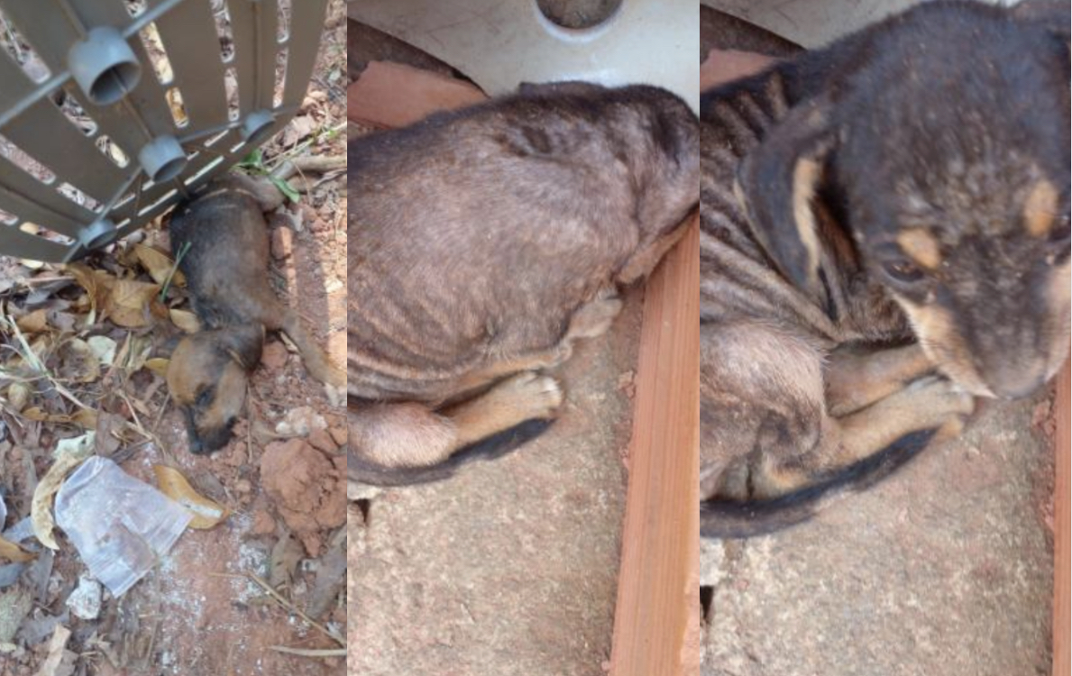 Família viaja por quase uma semana e deixa cachorra parida com filhotes sem comida e água; Um cachorrinho morreu, em Teó