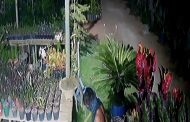 Homem furta várias flores de alto valor na Lajinha, zona rural de Teó
