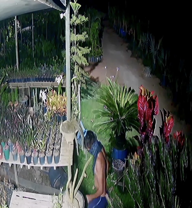Homem furta vÃ¡rias flores de alto valor na Lajinha, zona rural de TeÃ³