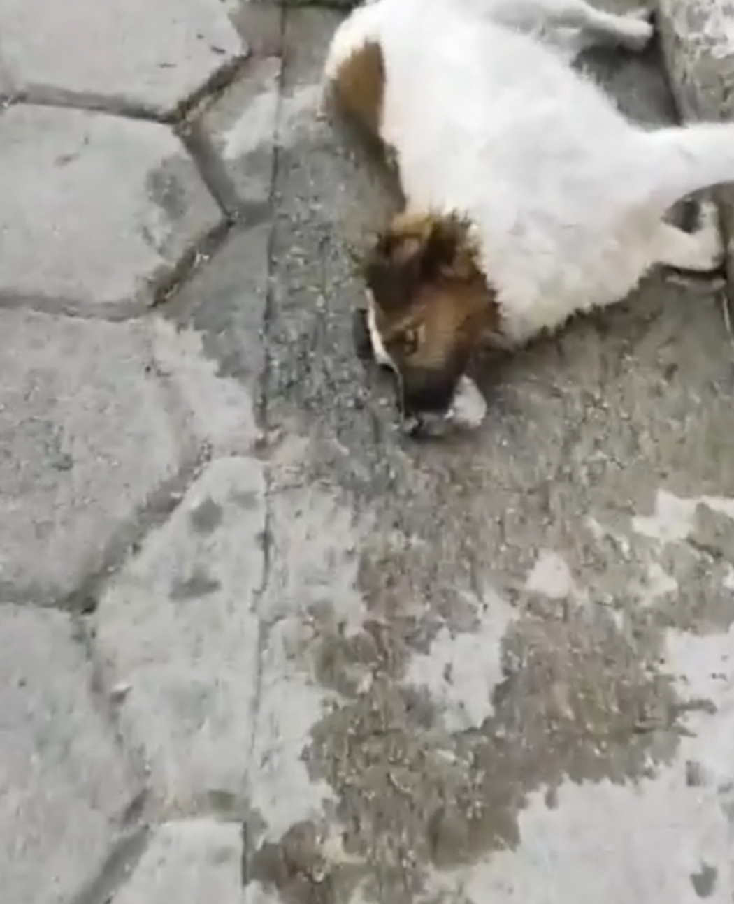 Absurdo: Voltaram a matar cães de rua em Caraí