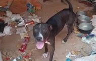 Com apoio da polícia, protetores resgatam cães da casa de homem que queimou rosto da filha bebê no Frei Dimas