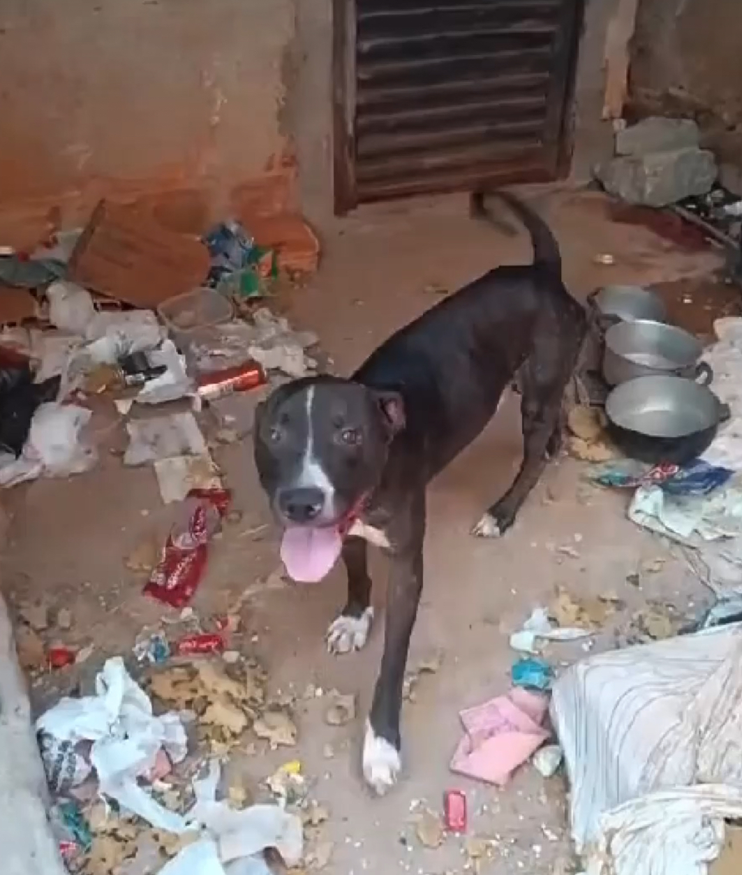 Com apoio da polícia, protetores resgatam cães da casa de homem que queimou rosto da filha bebê no Frei Dimas