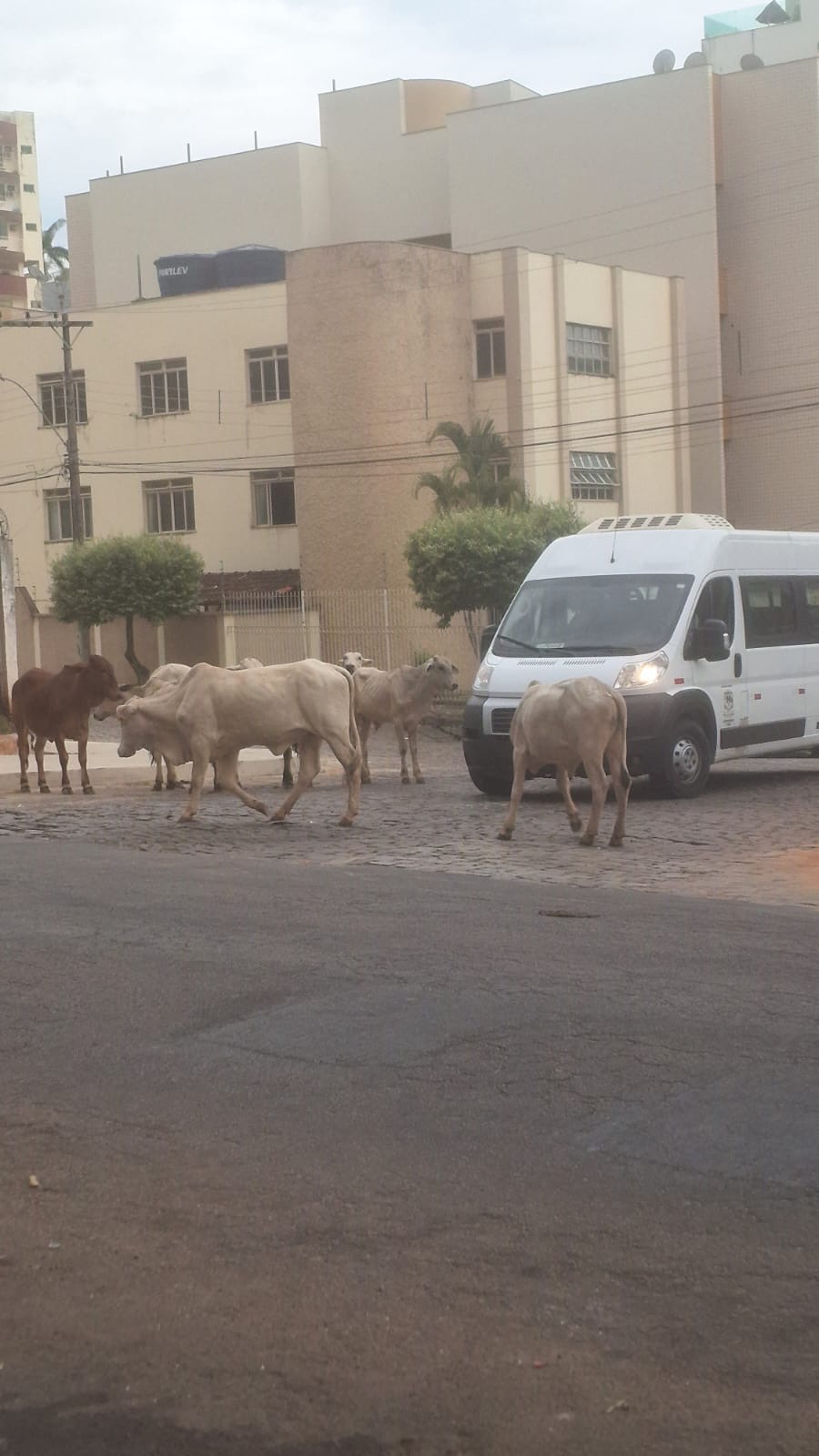 Moradores indignam-se com várias cabeças de boi andando pelo Marajoara na manhã desta sexta, em Teó