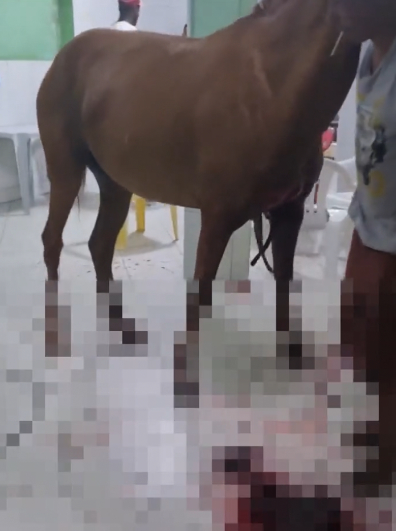 Crueldade: Cavalo invade bar em Caraí com lata amarrada no rabo, pelo do peito aberto e expelindo sangue