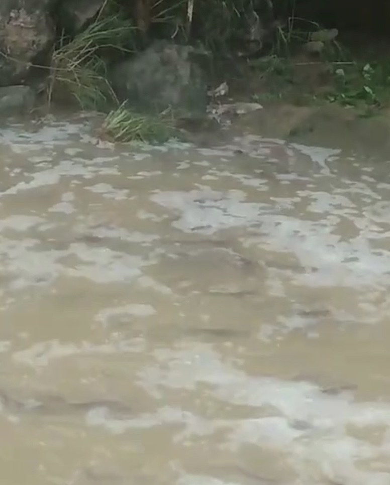 Homem filma cardume de dezenas de bagres africanos grandes em rio de Águas Formosas; Veja