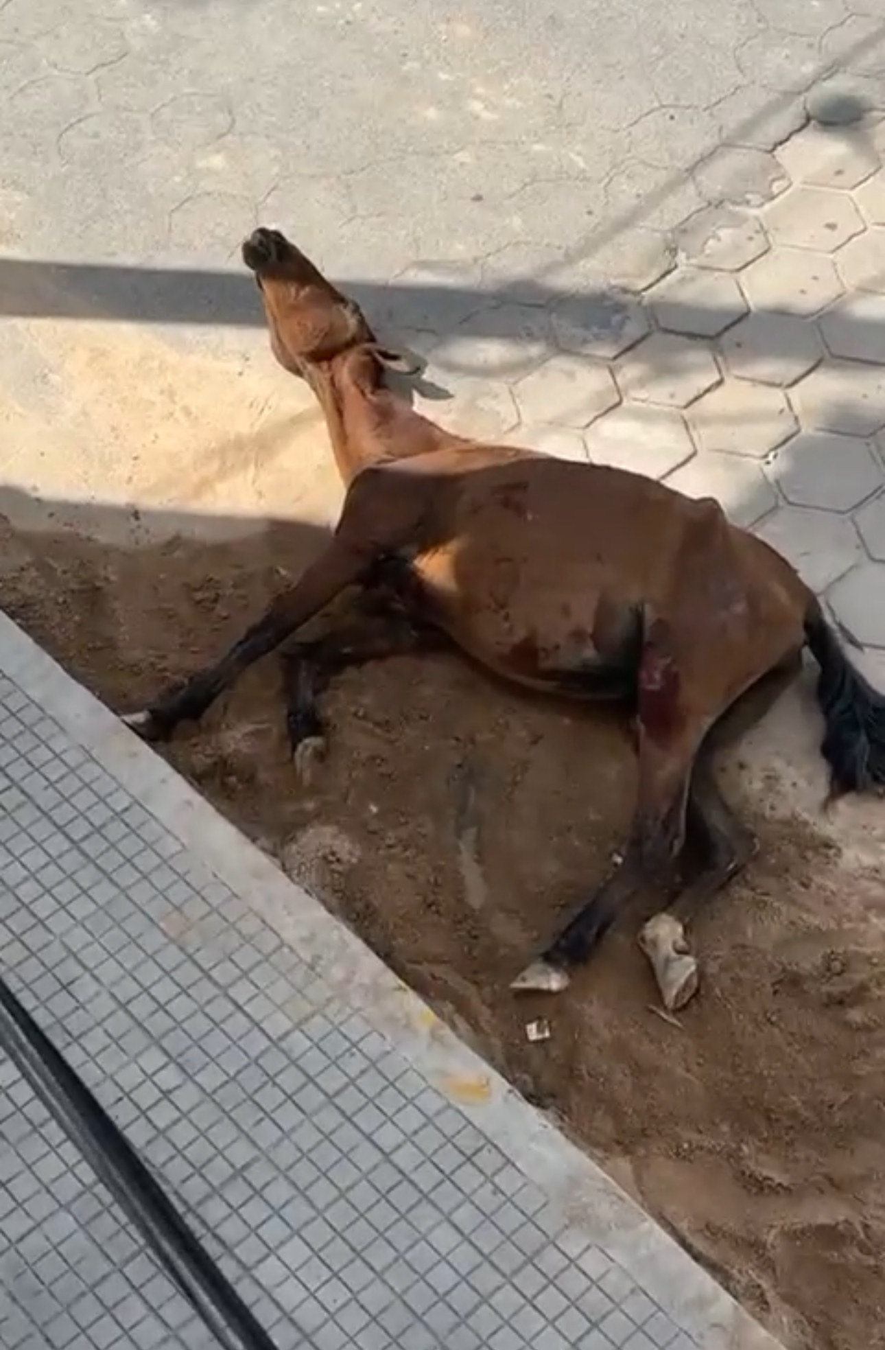 Cavalo aparece com as duas patas quebradas em Caraí e agoniza no meio da rua