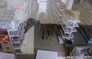 Cavalo invade mercearia em Araçuaí e vai direto em gôndola de bebidas; Depois é retirado pelo dono do lugar