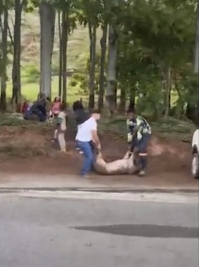 Presos saqueadores que furtaram porcos de carreta que carregava animais após acidente em MG