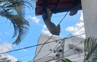 Bicho-preguiça aparece em casa no bairro Altino Barbosa, em Teó: Acho difícil ele ter vindo sozinha até aqui”