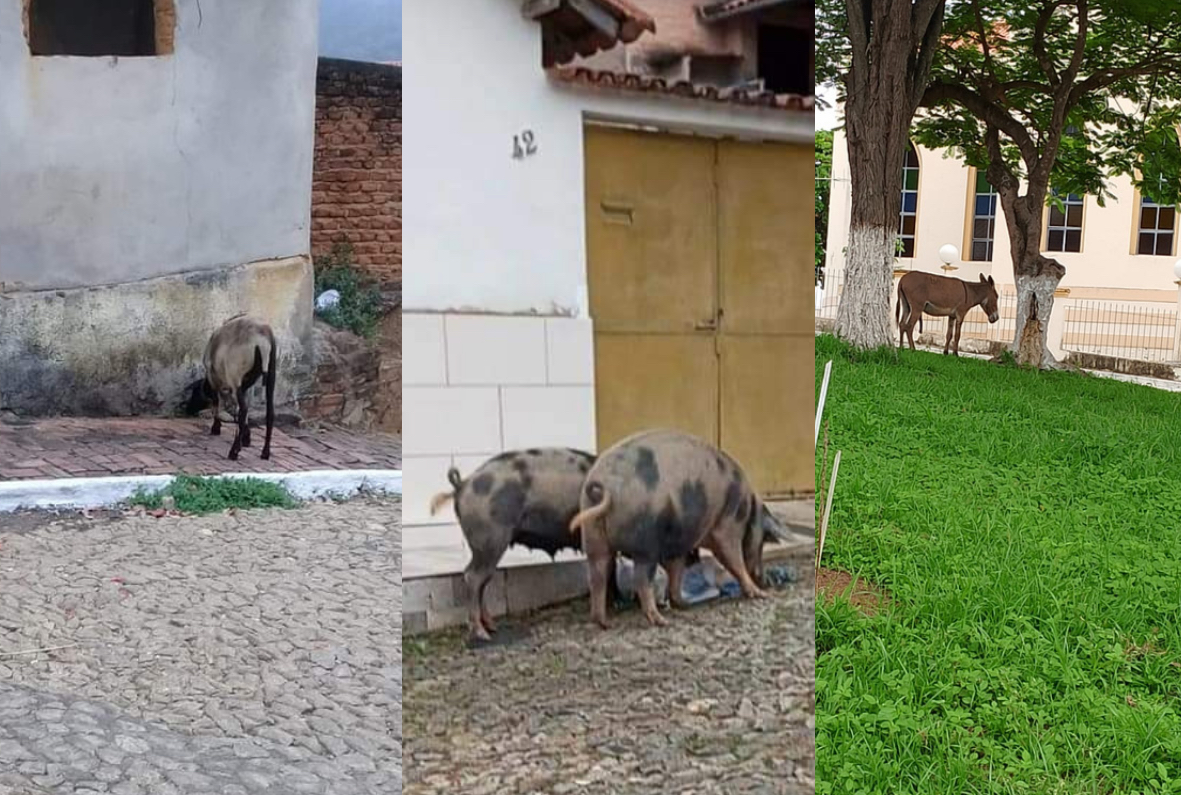 Jegue, cabra, porcos, vacas, animais andam soltos por Joaíma: “Vai ter um dilúvio”, brinca moradora sobre a Arca de Noé